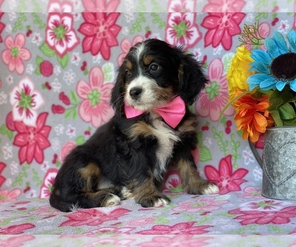 Full screen Photo #3 Bernedoodle (Miniature) Puppy For Sale in LANCASTER, PA, USA