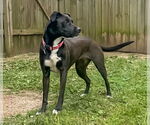 Small #2 Labrador Retriever Mix