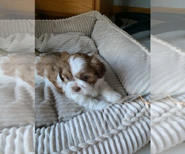 Medium Photo #9 Shih Tzu Puppy For Sale in BRISTOL, IN, USA
