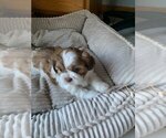 Small #1 Shih Tzu