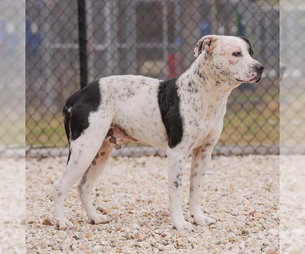 Medium Photo #1 American Pit Bull Terrier-Unknown Mix Puppy For Sale in Waco, TX, USA