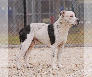 American Pit Bull Terrier-Unknown Mix Dogs for adoption in Waco, TX, USA