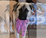 Small Photo #3 Anatolian Shepherd-Great Pyrenees Mix Puppy For Sale in Candler, NC, USA