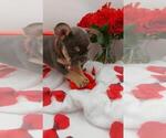 Small Photo #18 French Bulldog Puppy For Sale in MANHATTAN, NY, USA