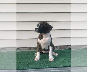 Boxer Puppy for sale in NICHOLLS, GA, USA
