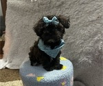 Puppy Bentley Shih-Poo