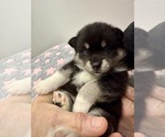 Small #9 Pomsky-Shiba Inu Mix