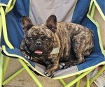 Small Photo #1 French Bulldog Puppy For Sale in SAN YSIDRO, CA, USA