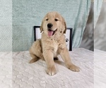 Small #3 Golden Retriever