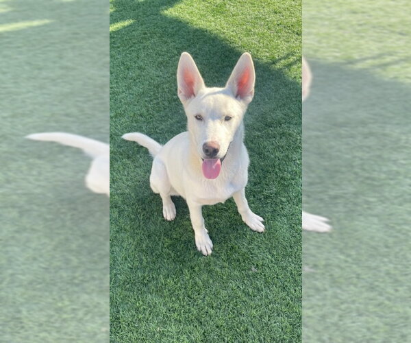 Medium Photo #1 Siberian Husky Puppy For Sale in San Diego, CA, USA