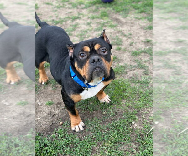 Medium Photo #4 Staffordshire Bull Terrier-Unknown Mix Puppy For Sale in South Bend, IN, USA