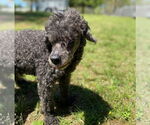 Small #6 Poodle (Miniature)