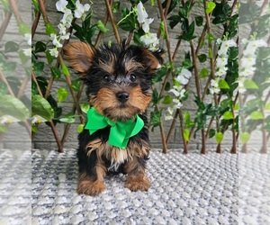 Yorkshire Terrier Puppy for sale in INDIANAPOLIS, IN, USA