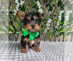 Image preview for Ad Listing. Nickname: Baxter