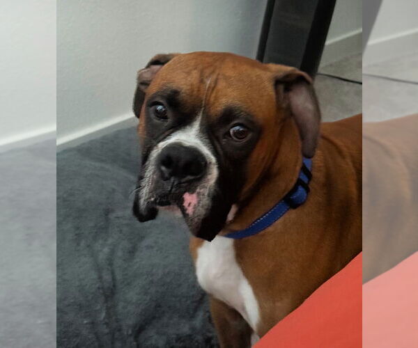Medium Photo #3 Boxer Puppy For Sale in Austin, TX, USA