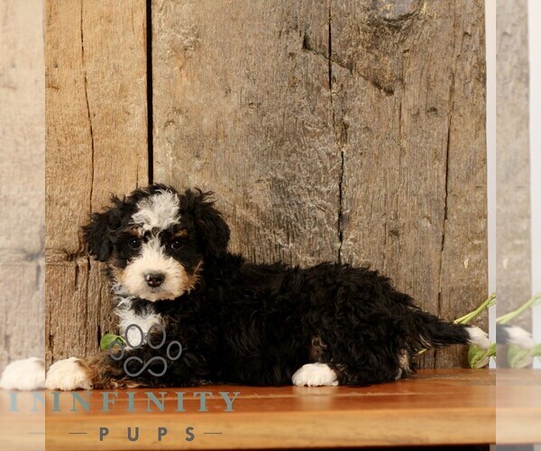Medium Photo #4 Bernedoodle (Miniature) Puppy For Sale in NARVON, PA, USA