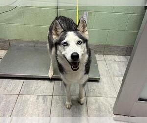 Siberian Husky Dogs for adoption in Grand Prairie, TX, USA