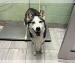 SHEBA - Female Siberian Husky Dog for Adoption - Small photo