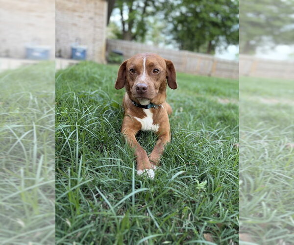 Medium Photo #3 Mutt Puppy For Sale in Boston, MA, USA