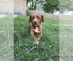 Small #2 Mutt