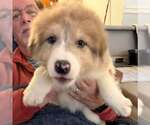 Small #2 Australian Shepherd-Great Pyrenees Mix
