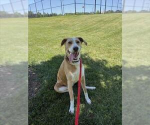 Labrador Retriever-Unknown Mix Dogs for adoption in Derwood, MD, USA