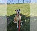 Small Labrador Retriever Mix