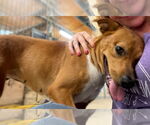 Small #4 American Pit Bull Terrier-Labrador Retriever Mix