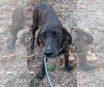 Small Photo #12 Coonhound-Plott Hound Mix Puppy For Sale in Wakefield, RI, USA