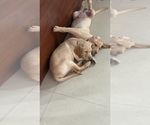 Small Labrador Retriever