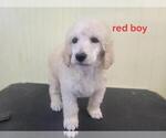 Small Photo #7 Poodle (Standard) Puppy For Sale in HAMPTON, VA, USA