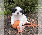 Small #1 Shih Tzu