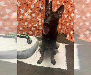 Mutt Dogs for adoption in Tulsa, OK, USA