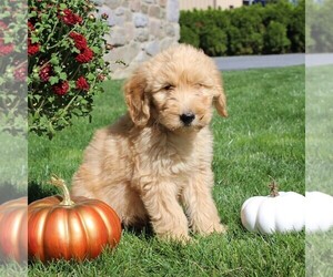 Goldendoodle Puppy for sale in EPHRATA, PA, USA