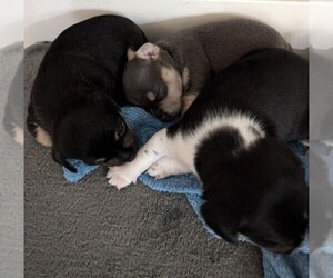 Chihuahua Litter for sale in CAMANO ISLAND, WA, USA