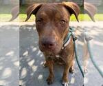 Small American Pit Bull Terrier