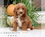 Small #2 Cavapoo