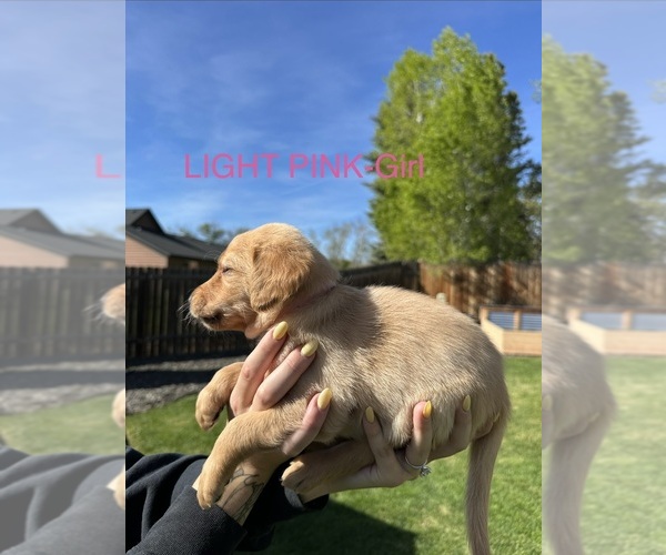 Medium Photo #18 Australian Labradoodle Puppy For Sale in STAR, ID, USA