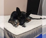 Small #15 American Pit Bull Terrier-German Shepherd Dog Mix