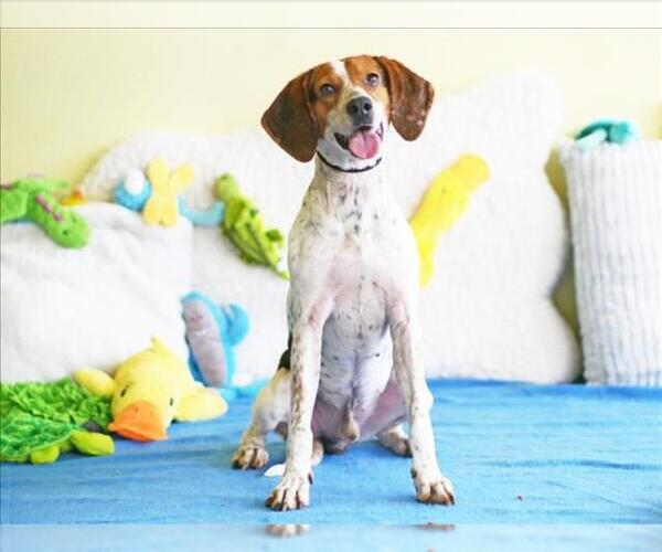 Medium Photo #1 Beagle Walker Coonhound Puppy For Sale in Tavares, FL, USA