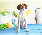 Small Beagle Walker Coonhound