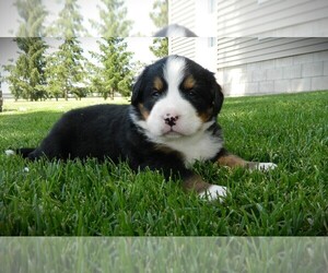 Bernese Mountain Dog Puppy for Sale in CLARE, Michigan USA
