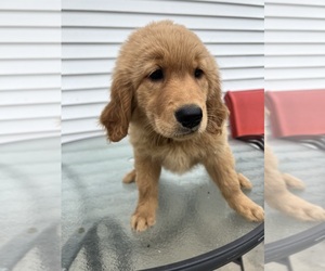 Golden Retriever Puppy for sale in ARTHUR, IL, USA