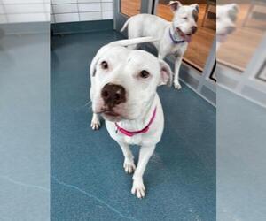 Mutt Dogs for adoption in Pearland, TX, USA