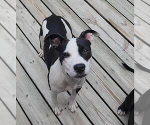American Pit Bull Terrier-Unknown Mix Dogs for adoption in Murfreesboro, NC, USA