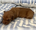 Small Photo #4 Dachshund Puppy For Sale in CLEARWATER, FL, USA