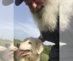 Small #10 Maremma Sheepdog