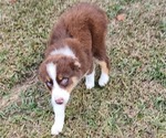 Small Photo #15 Australian Shepherd Puppy For Sale in MARIANNA, FL, USA