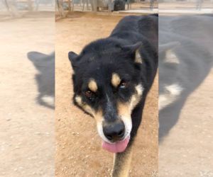 Hunter - Male Australian Kelpie Dog for Adoption - Photo #6
