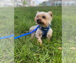Small Photo #4 Mutt Puppy For Sale in Allentown,, PA, USA